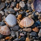 Muscheln