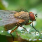 Fliege ganz groß