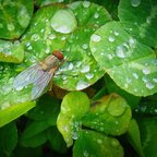 Fliege braucht was zu trinken