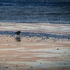 Vogel am Strand